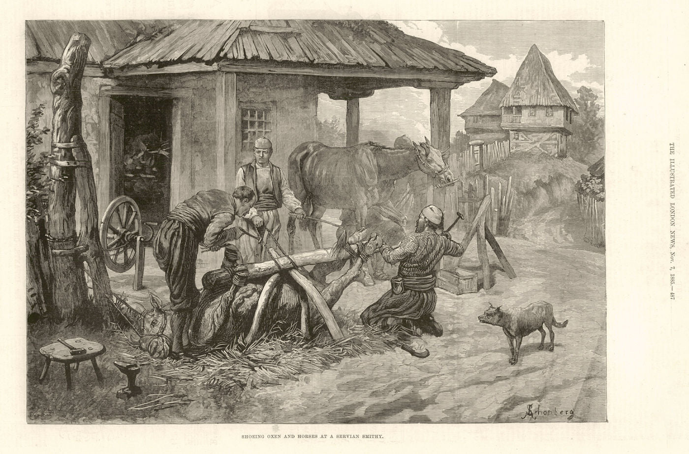 Shoeing oxen & horses at a Serbian smithy 1885 old antique print picture